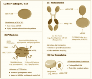 peg‑rhg‑csf-images