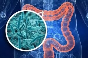 Peptide Functionality Digestive System