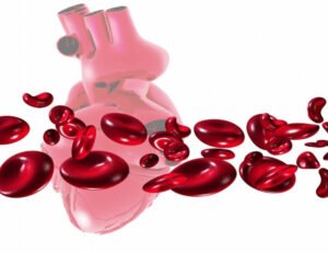 Peptide Functionality and the Circulatory System