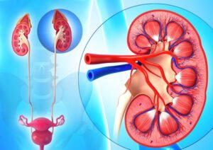 Peptide Functionality and the Reproductive and Urinary Systems