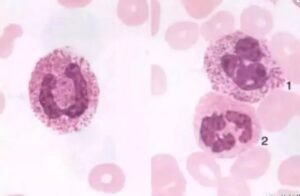 Peptide Functionality and the Respiratory System