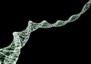 Schematic diagram of peptides