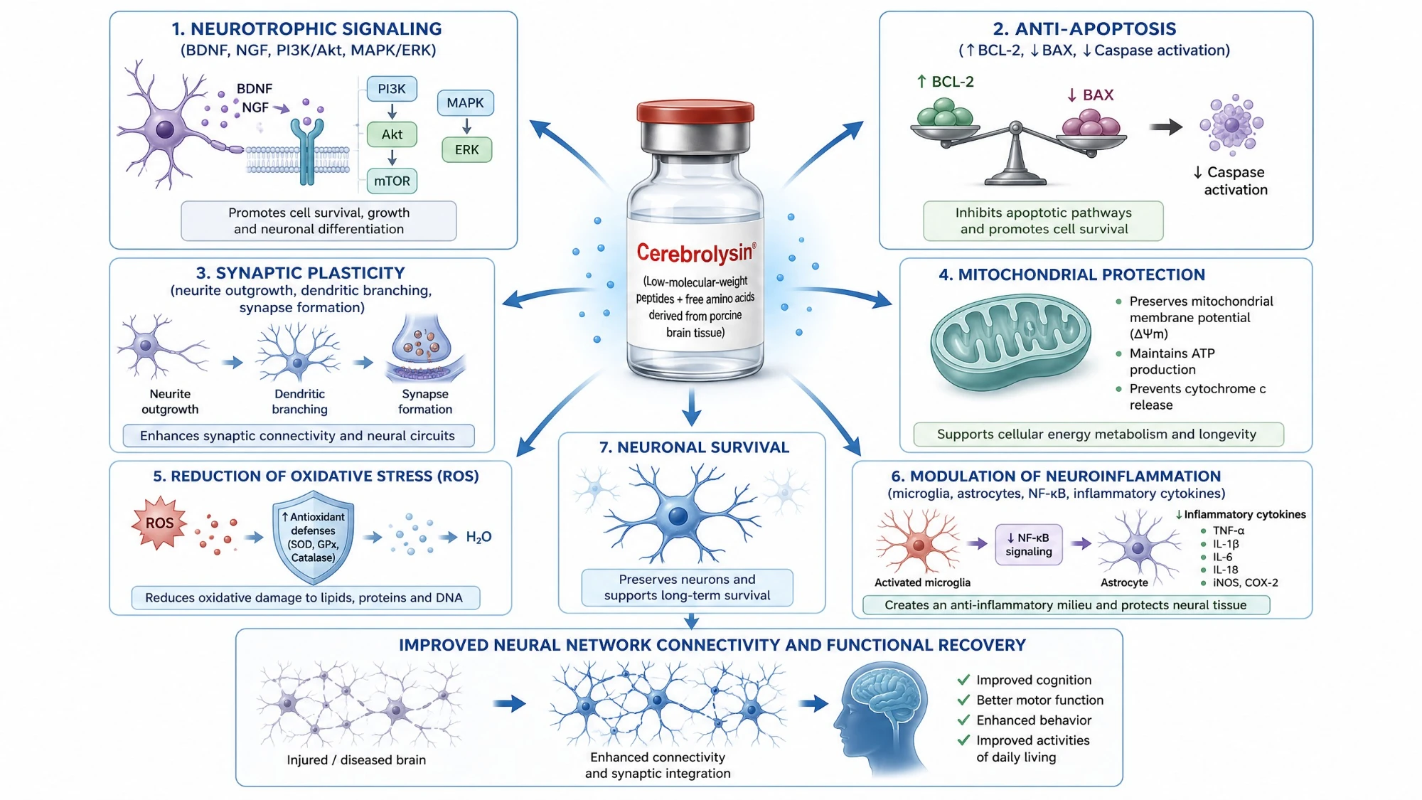 Proposed neurobiological mechanisms of Cerebrolysin