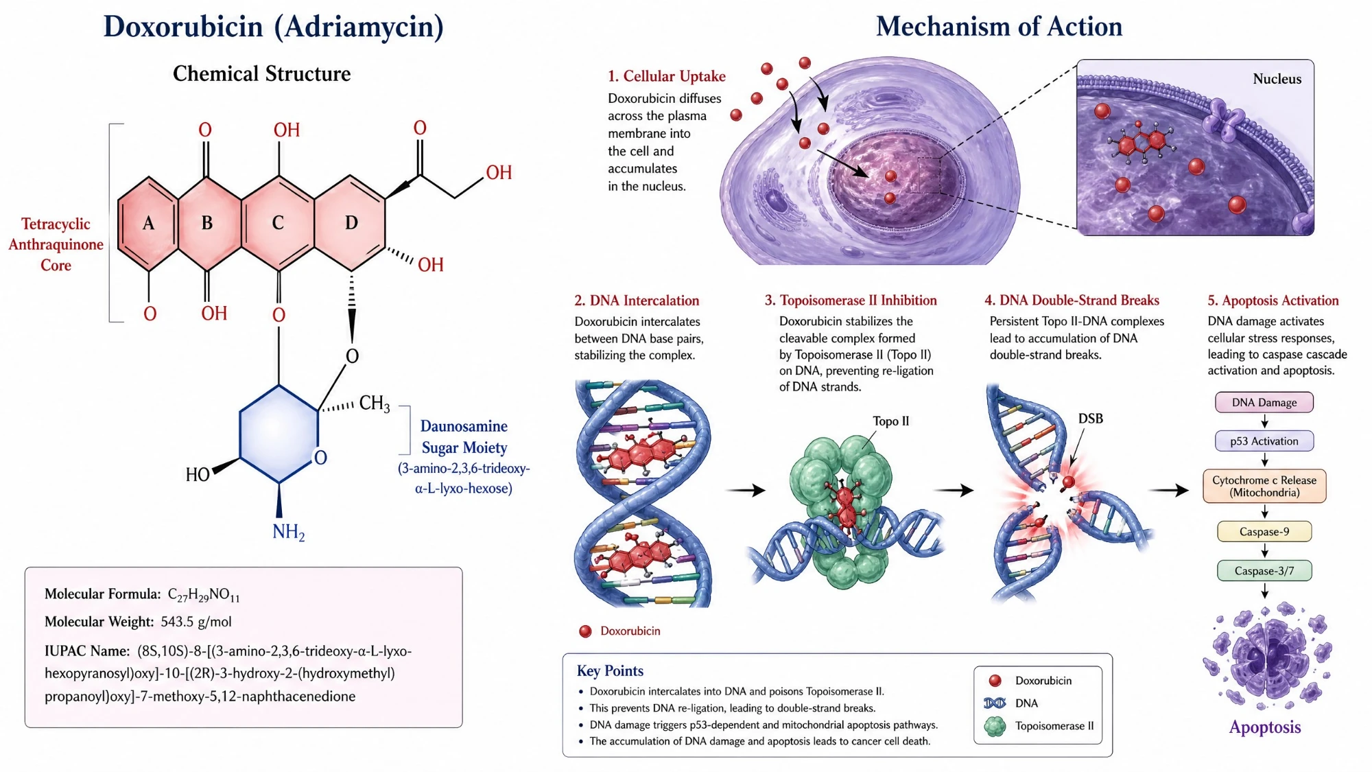 Molecular Structure and Mechanism of Action of Doxorubicin