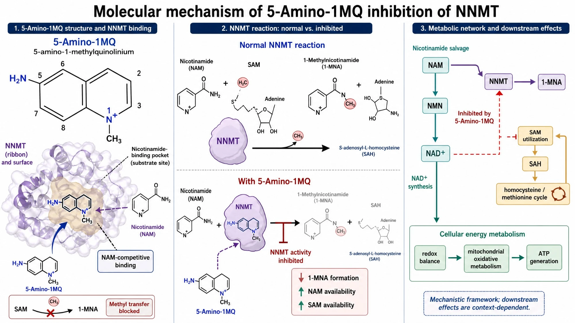 5-amino-1mq_nnmt_mechanism